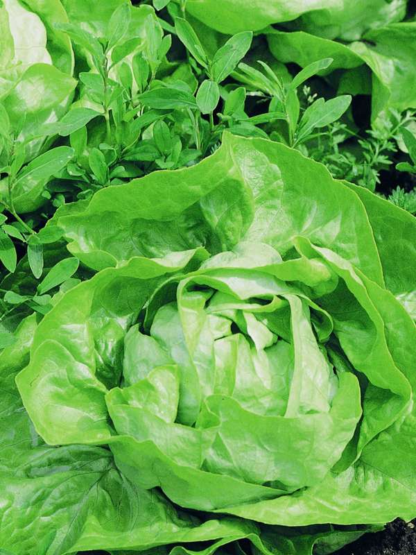 Lettuce Butterhead Attraction Seeds