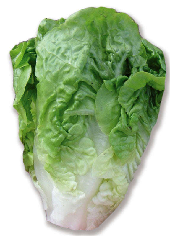 Lettuce Little Gem Seed
