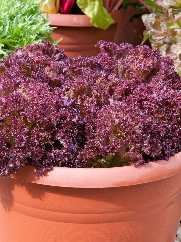 Lettuce Lolla Rossa Seeds