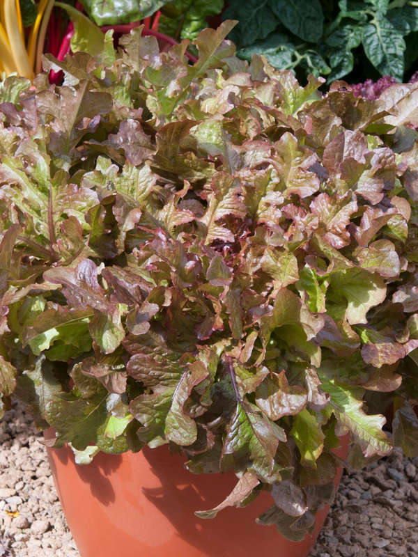 Lettuce Salad Bowl Red Seeds