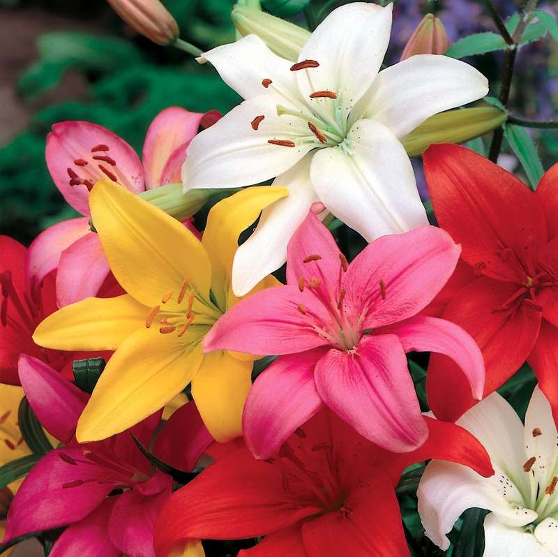 Lilium Asiatic - Assorted Colours - 8 bulbs p-pack