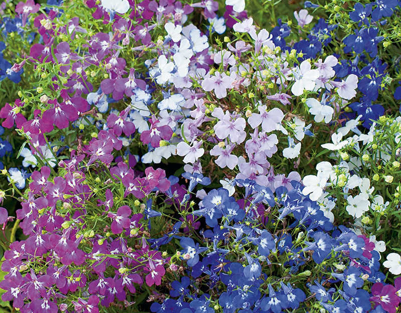 Lobelia String Of Pearls Mix Seeds
