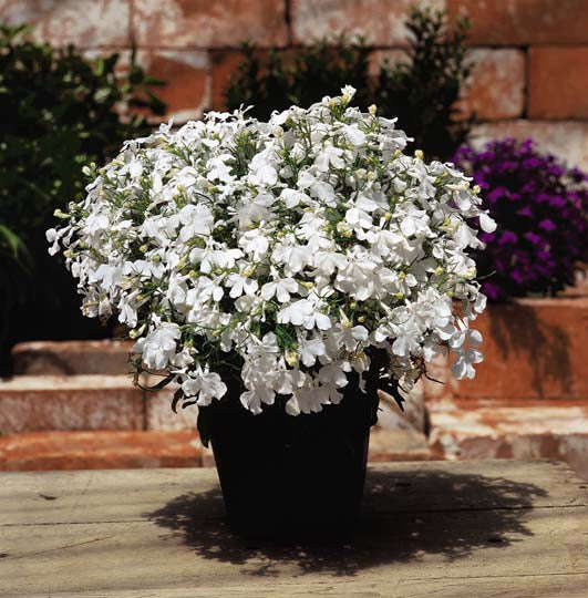 Lobelia Riviera White Seeds