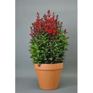 Lobelia Starship F1 Scarlet Seeds