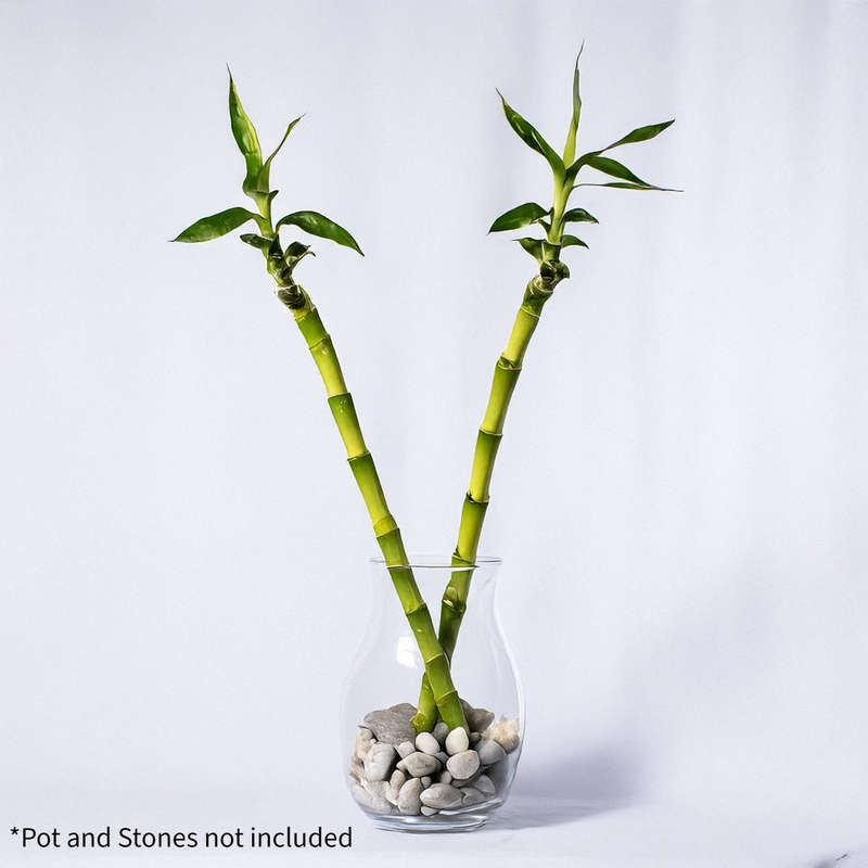 Lucky Bamboo