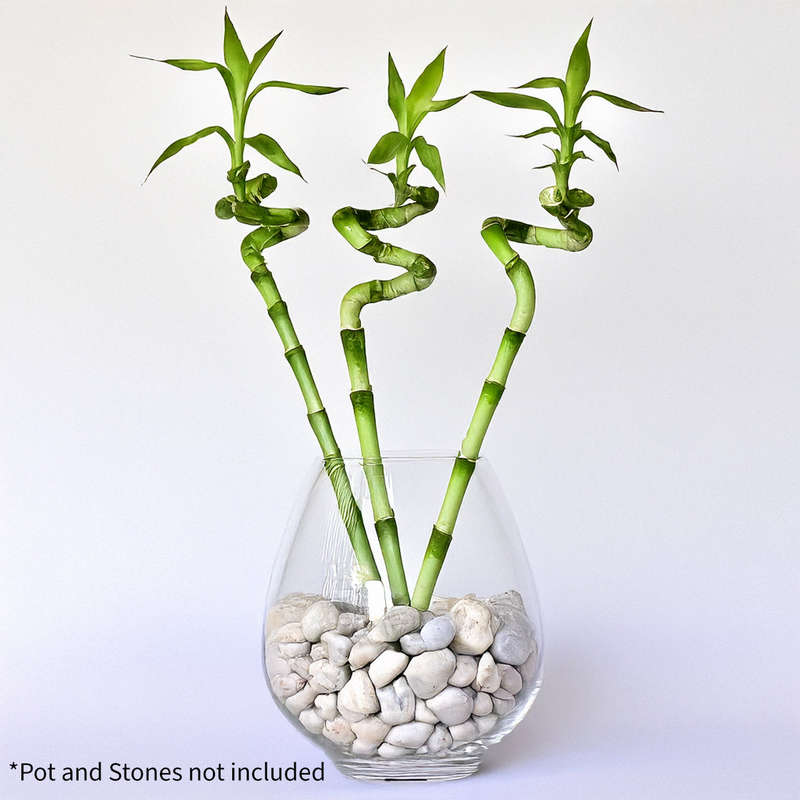 Lucky Bamboo
