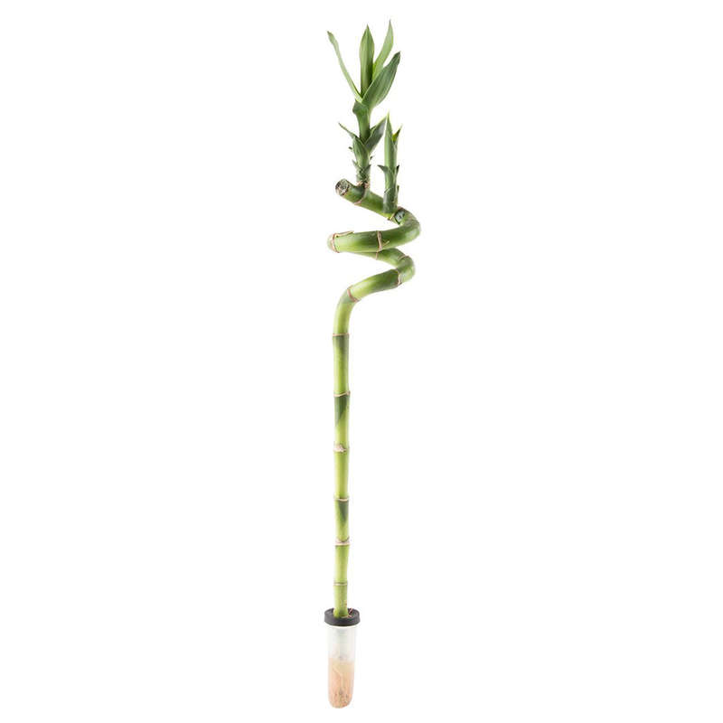 Lucky Bamboo