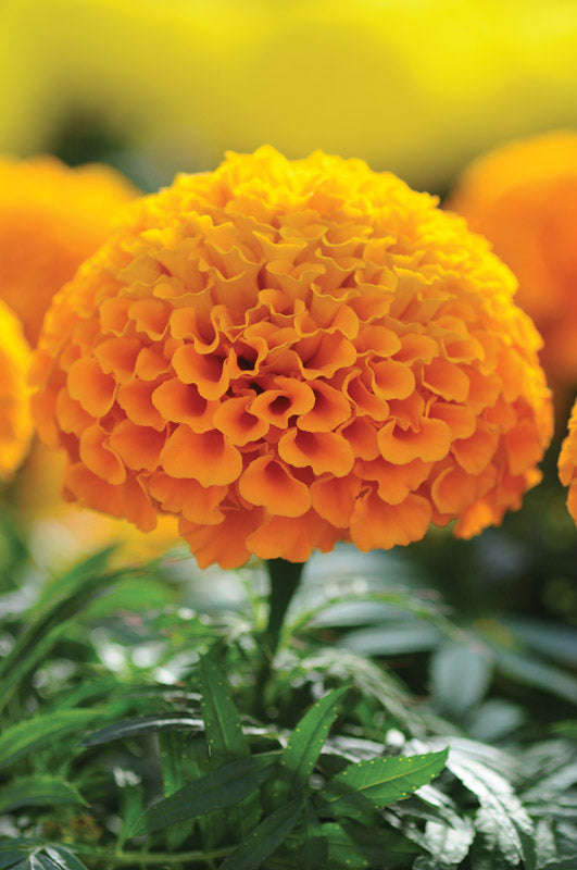 Marigold F1 Taishan Orange Seeds