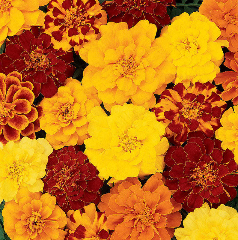 Marigold Durango Mix Seeds