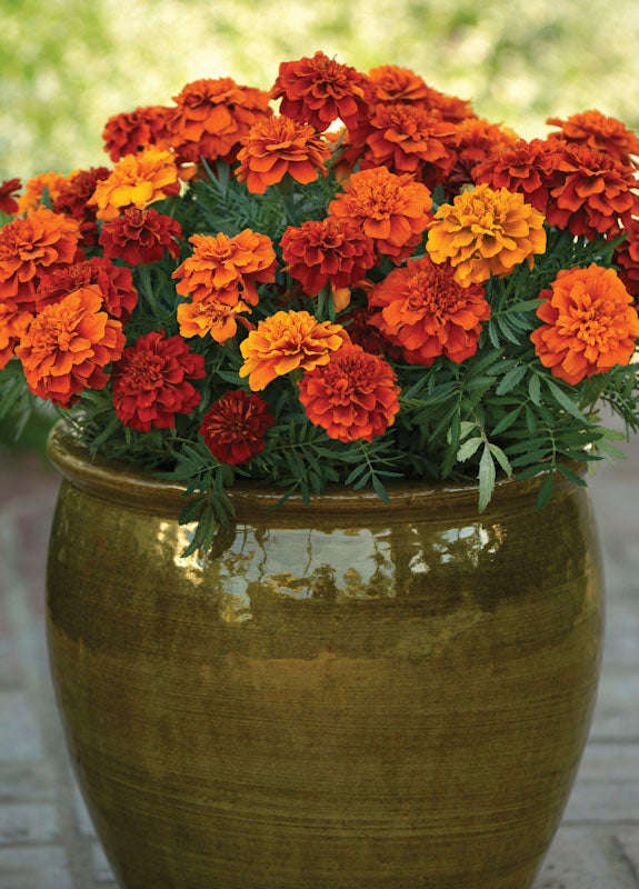 Marigold Fireball Seeds