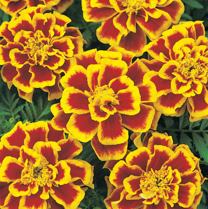 Marigold Durango Bee Seeds