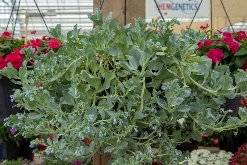 Mertensia Silver Ocean Seeds