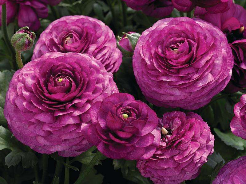 Ranunculus Mache Purple Seeds