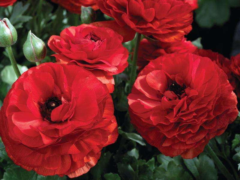 Ranunculus Mache Red Seeds