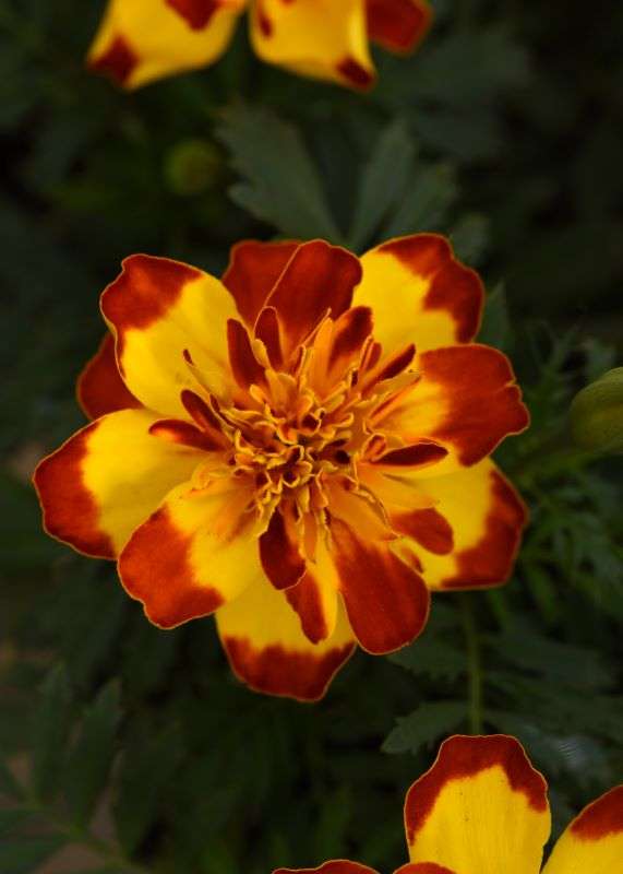 Marigold Flamenco Seeds