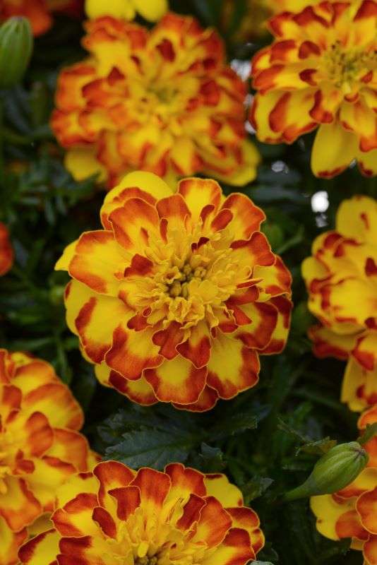 Marigold Flamenco Seeds