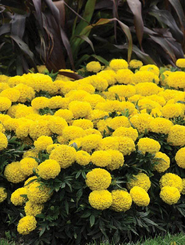 Marigold F1 Taishan Yellow Seeds
