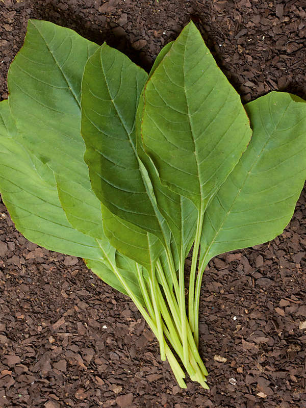 Marog Seeds