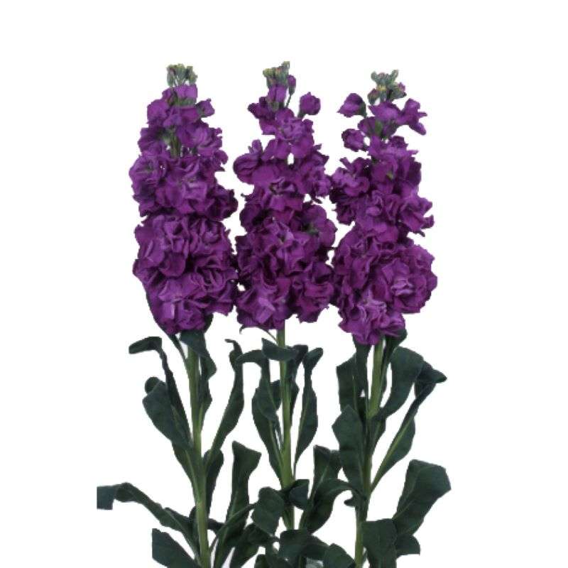 Stocks Iron Purple Seeds