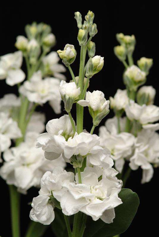 Stocks Katz White Seeds