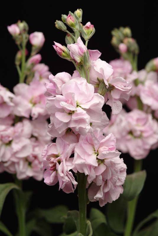 Stocks Katz Cherry Blossom Seeds