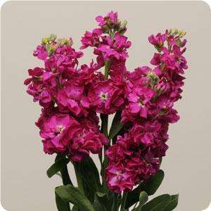 Stocks Katz Crimson Seeds