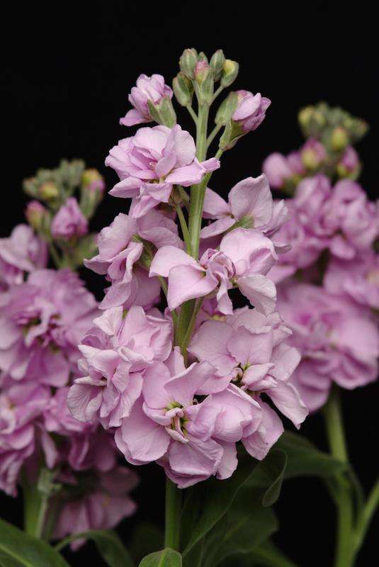 Stocks Katz Light Lavender Seeds