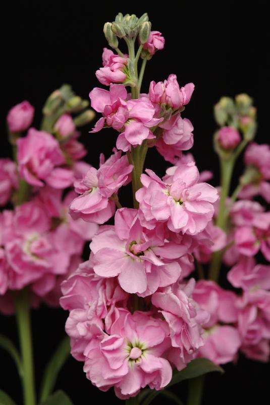 Stocks Katz Pink Seeds