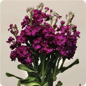 Stocks Katz Purple Seeds