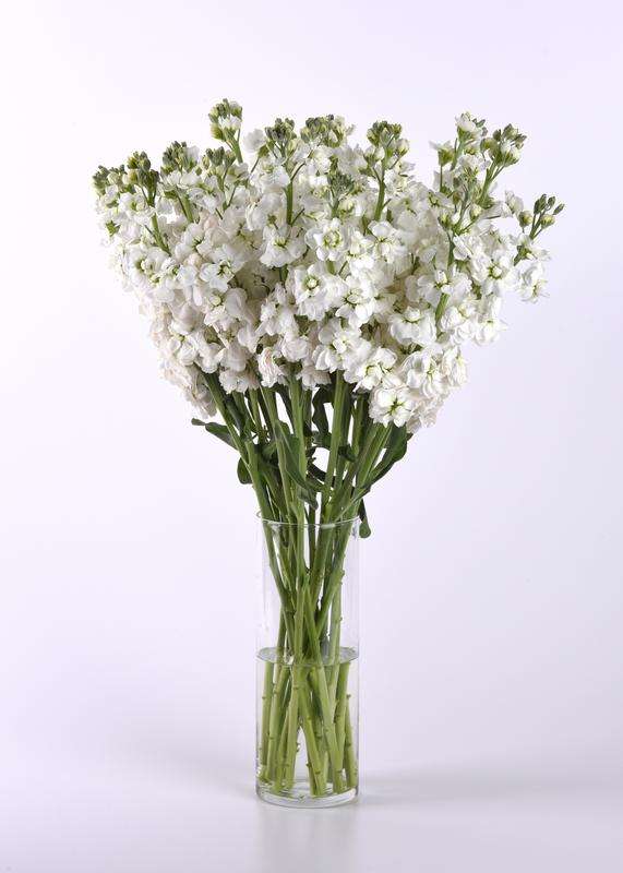 Stocks Katz High Double White Seeds