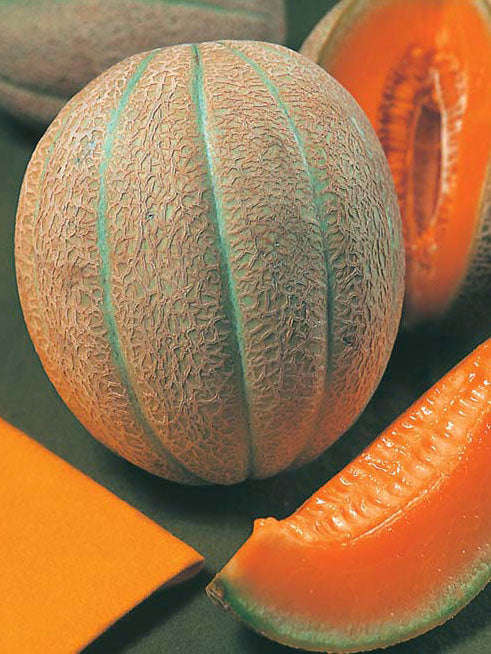 Melon Hales Best Seeds