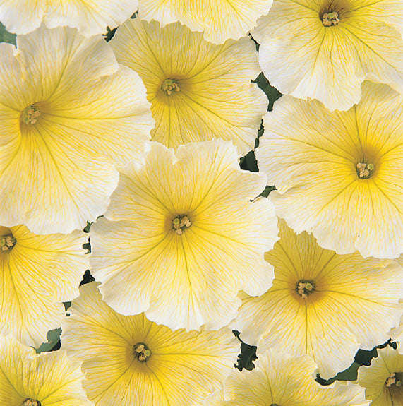 Petunia Carpet Yellow Seeds