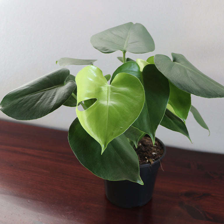 Monstera 3pp (14cm pot)