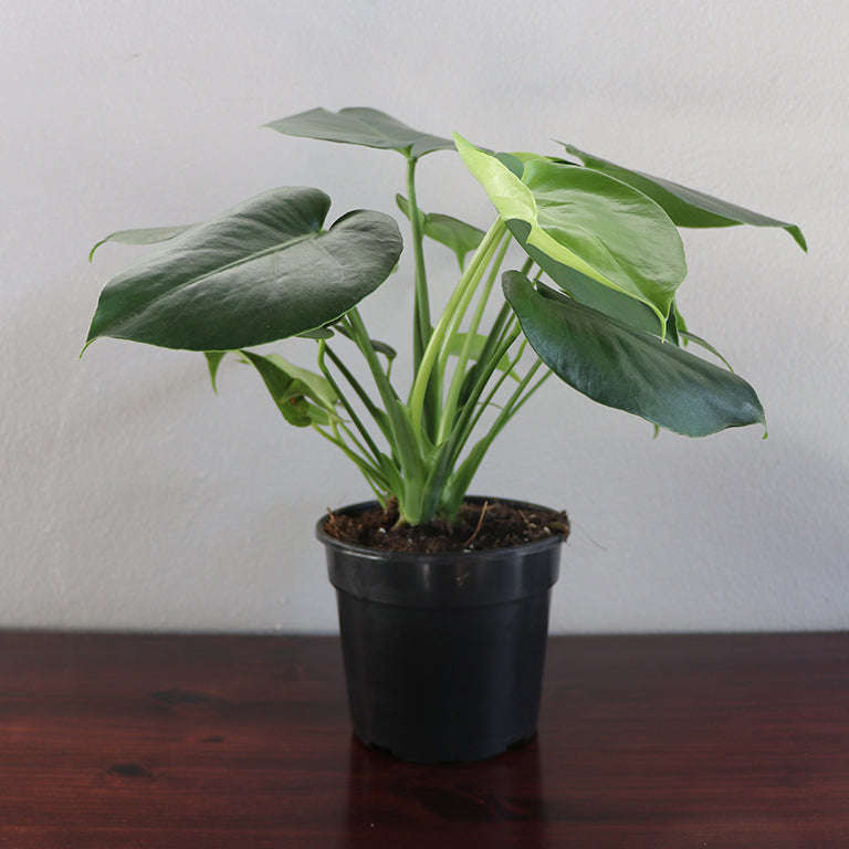 Monstera 3pp (14cm pot)