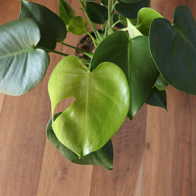 Monstera 3pp (14cm pot)