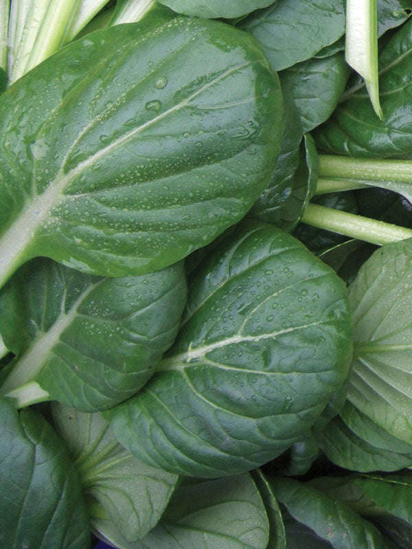 Tatsoi Seeds