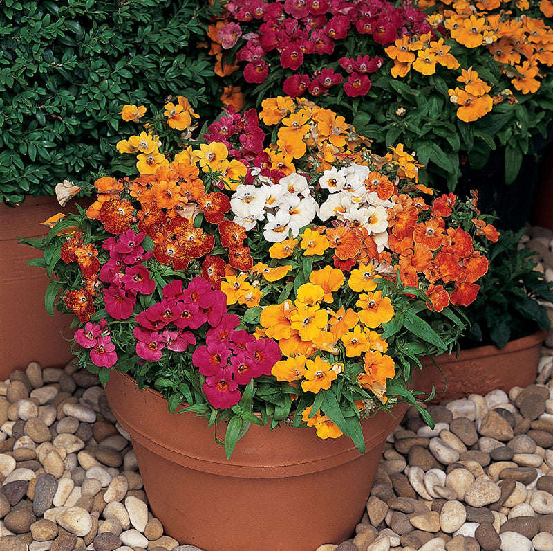 Nemesia Sundrops Mix Seeds