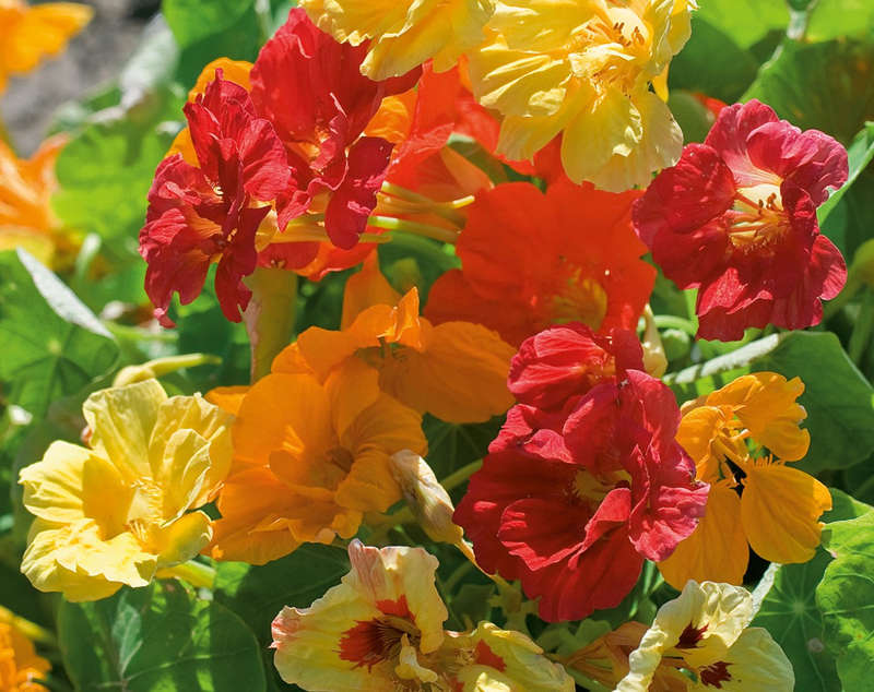 Nasturtium Climbing Single Mix Seeds
