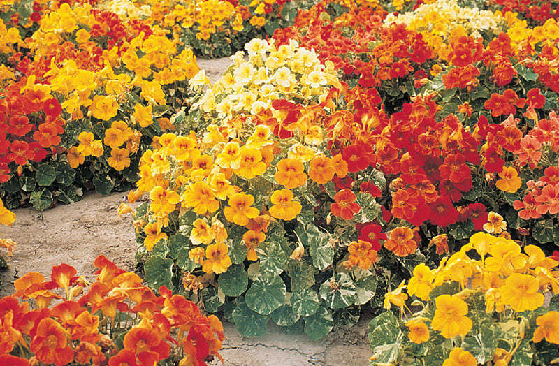 Nasturtium Alaska Mix Seeds