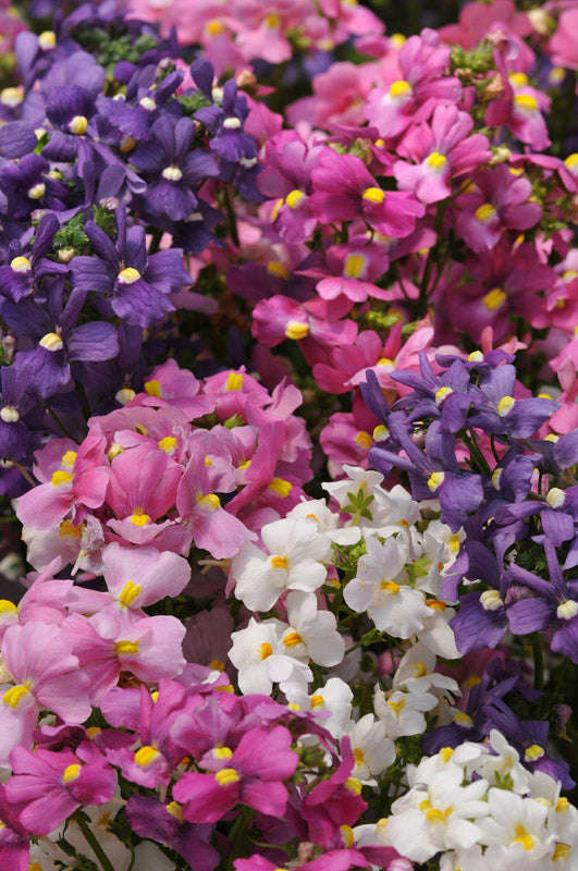Nemesia F1 Poetry Mix Seeds