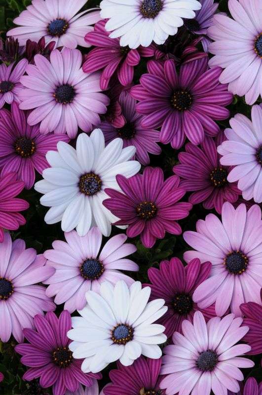Osteospermum Akila Mixture Seeds