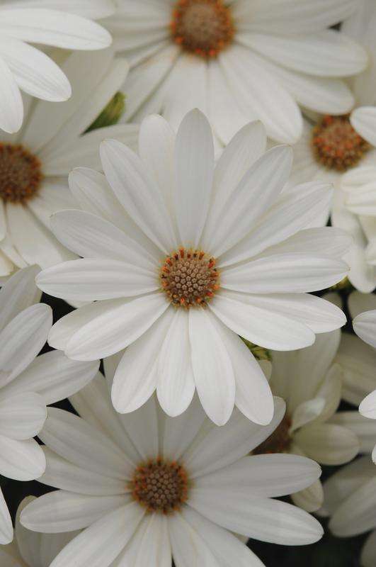 Osteospermum Akila Daisy White Seeds