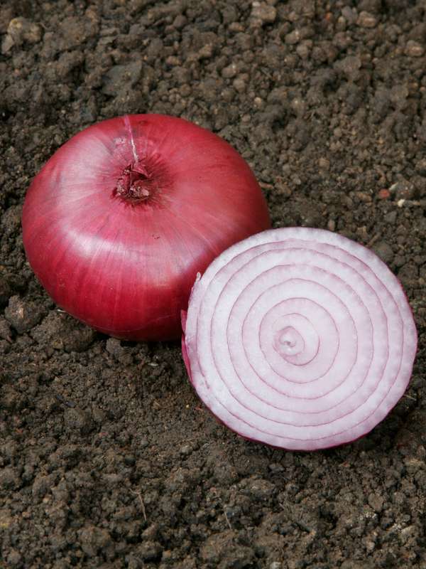 Onion Red Creole Seeds