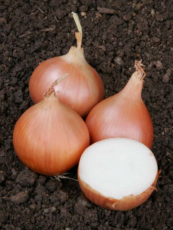 Onion Texas Grano Seeds