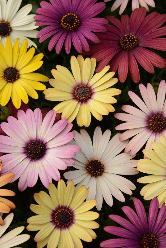 Osteospermum Akila Grand Canyon Mix Seeds