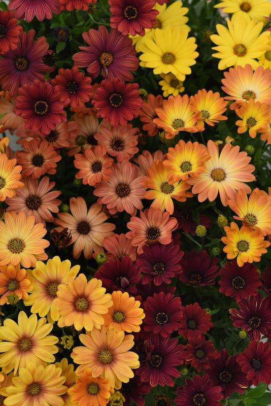 Osteospermum Akila Sunset Shades Seeds