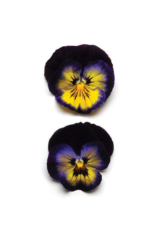 Pansy Matrix Midnight Glow Seeds