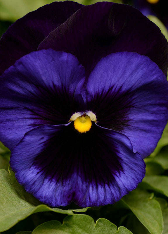 Pansy Matrix Denim Seeds