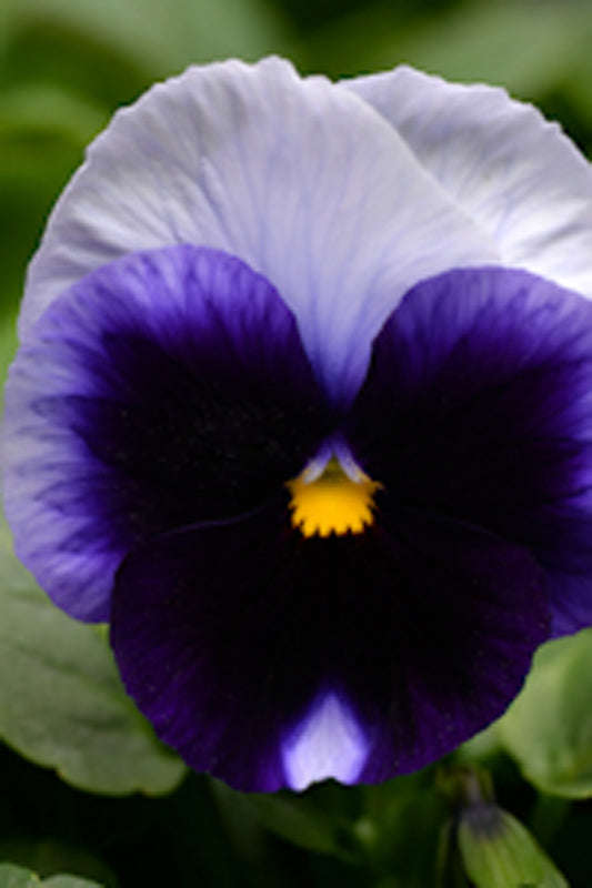 Pansy Matrix Beaconsfield Seeds