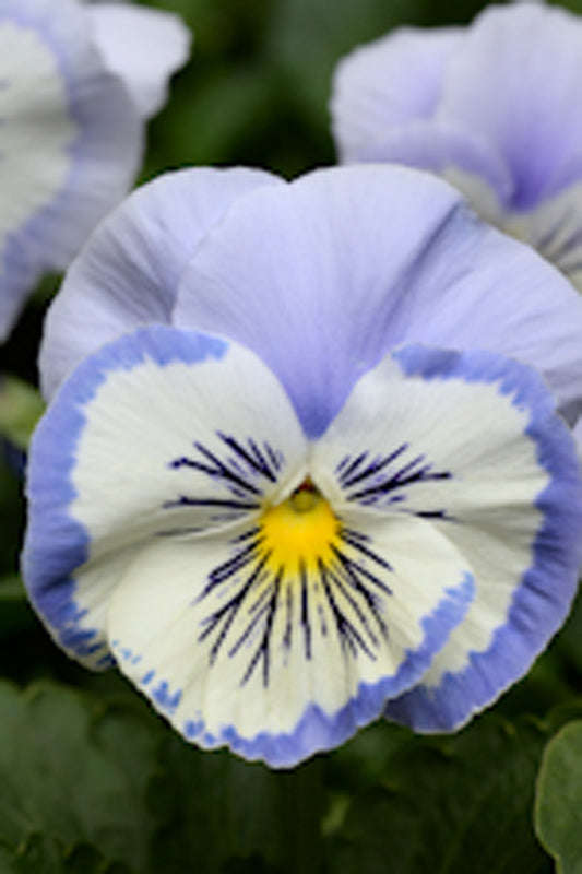 Pansy Matrix Blue White Whiskers Seeds